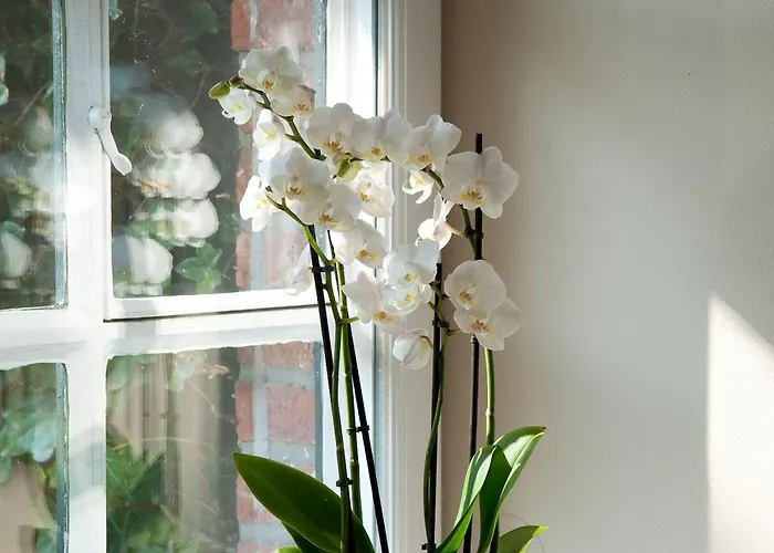 Vis-a-vis Semesterbostad